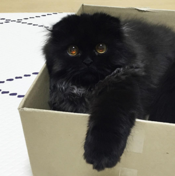 gatitos4