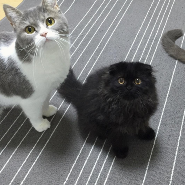 gatitos3