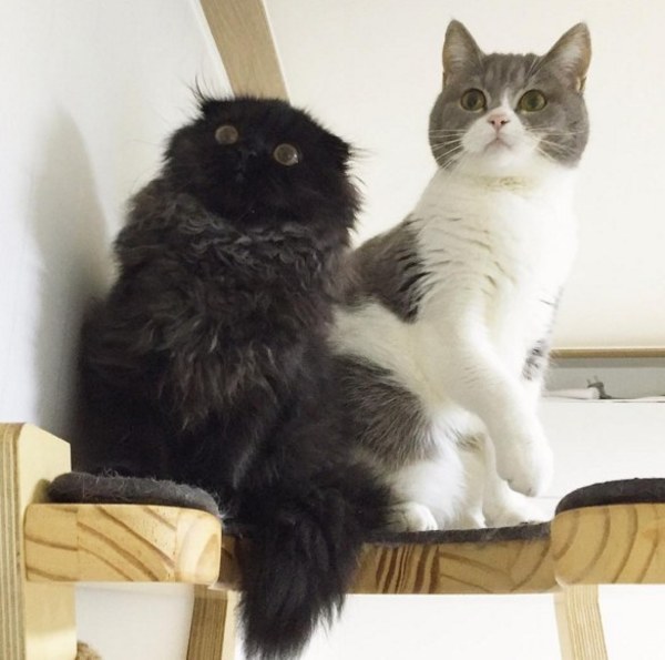 gatitos6