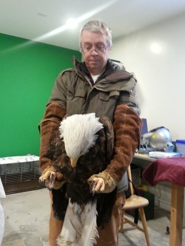 aguila