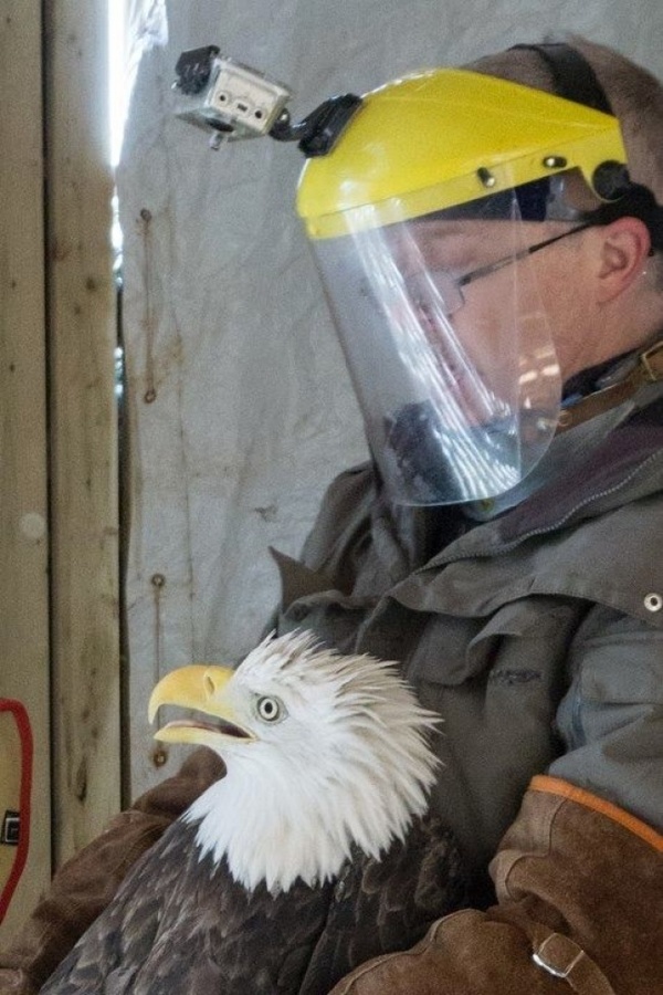 aguila2