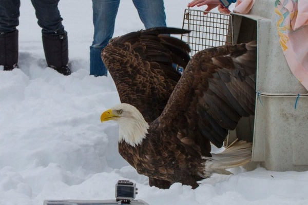 aguila4