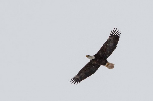aguila5
