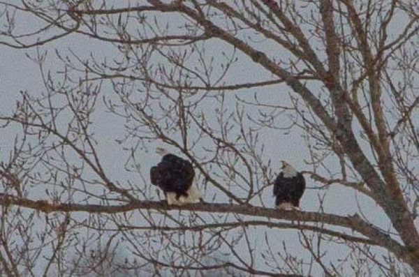 aguila6