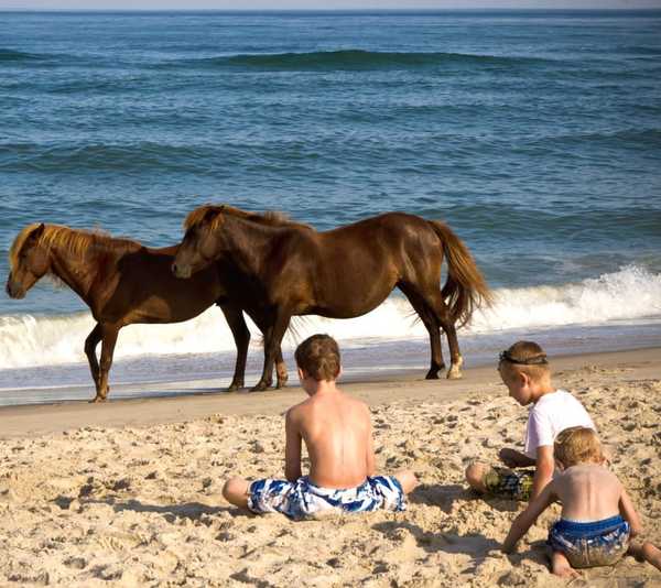 caballossalvajes4
