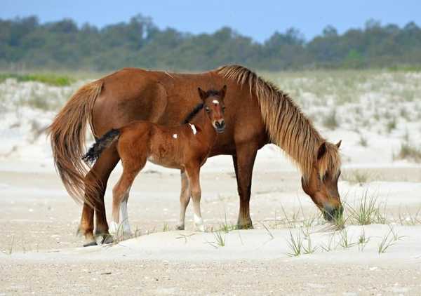 caballosalvajes11