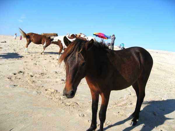 caballosalvajes6