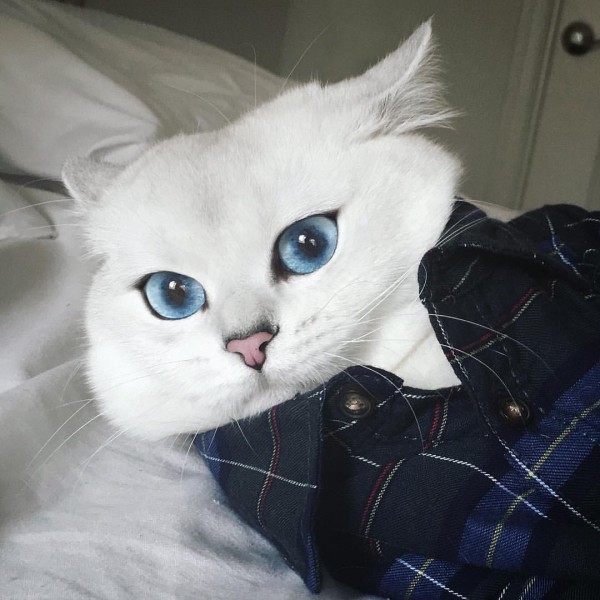 gatoblanco