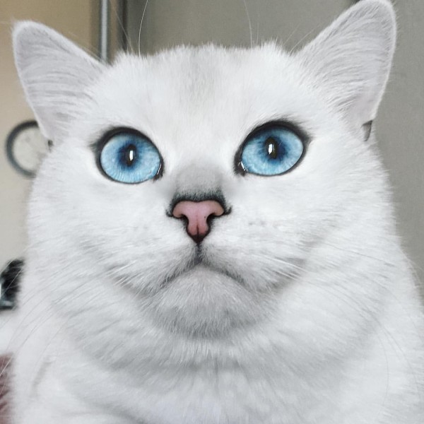 gatoblanco8