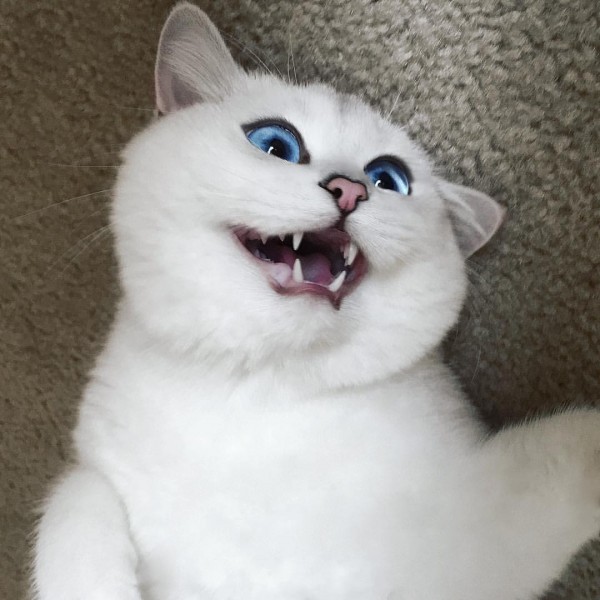 gatoblanco3
