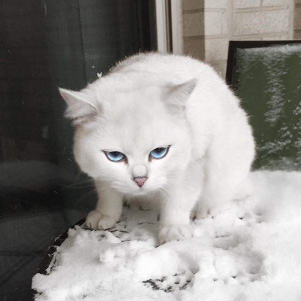 gatoblanco4