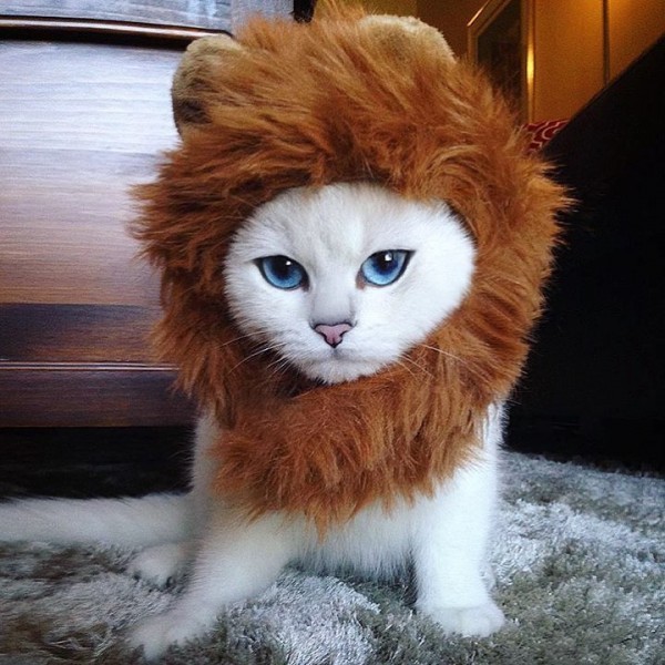 gatoblanco5