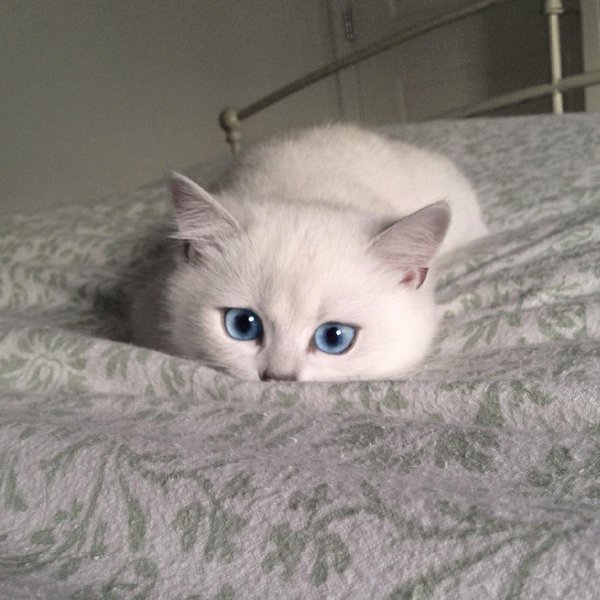 gatoblanco6