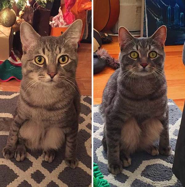 gatito5