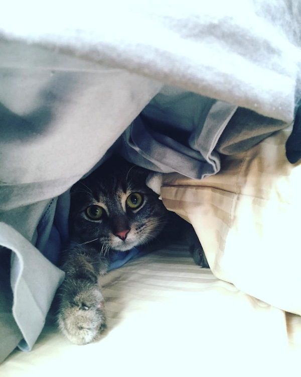 gatito4