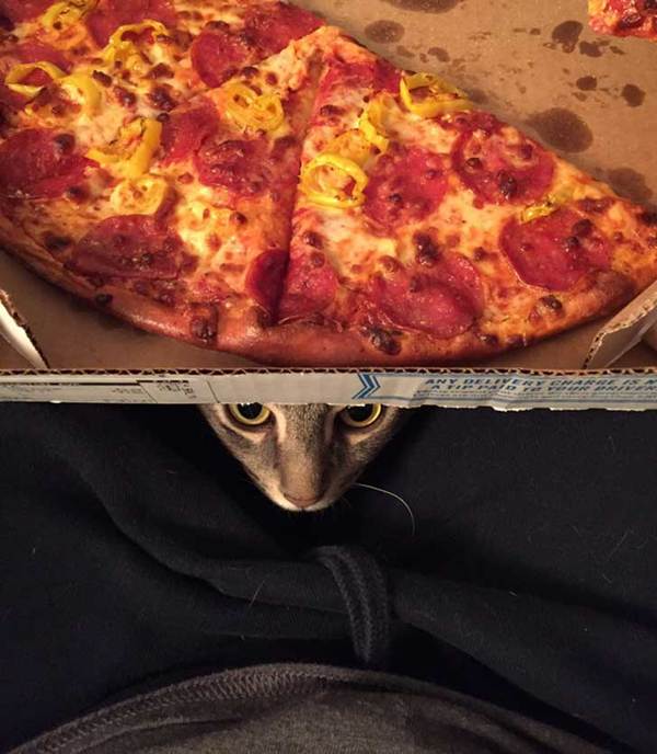 gatito3