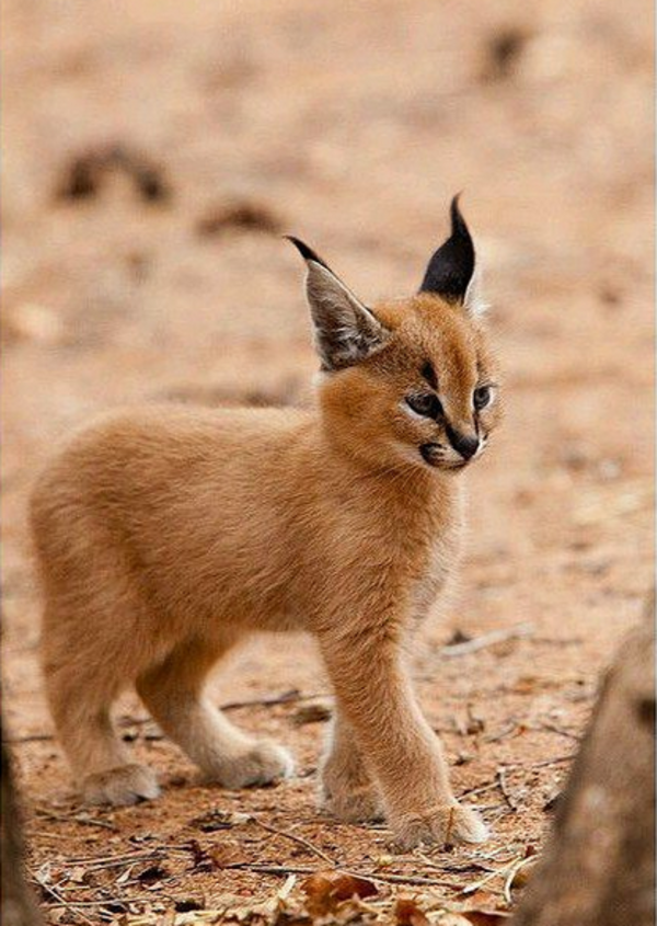 lince5