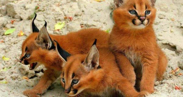 lince10