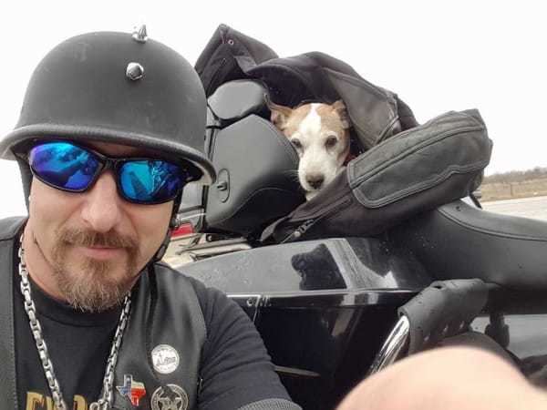 perrocopiloto2