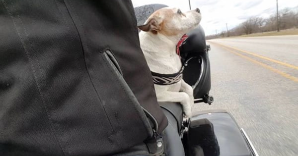 copiloto+