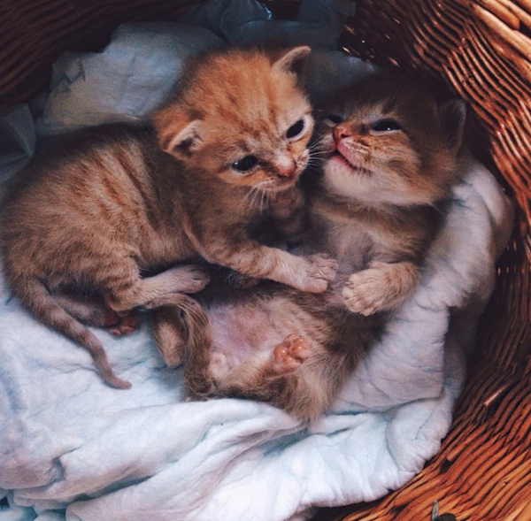 gatitos2