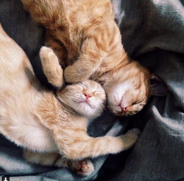 gatitos7