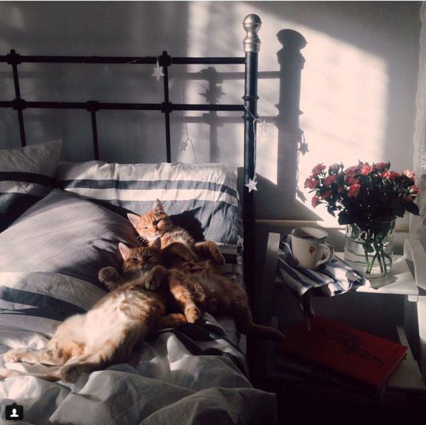 gatitos9