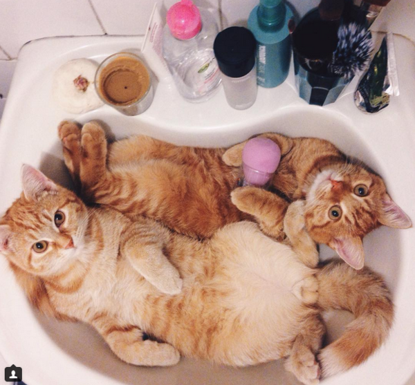 gatitos8