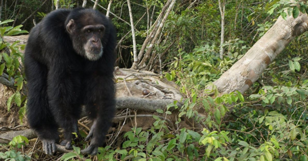 chimpmain