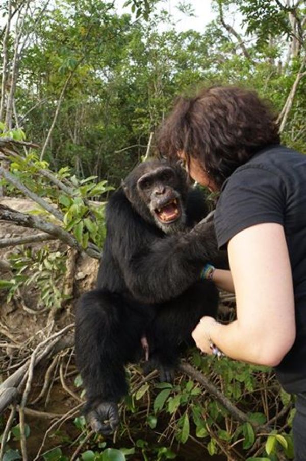 chimp3