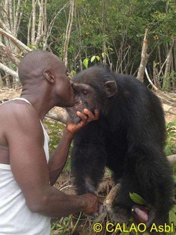 chimp4