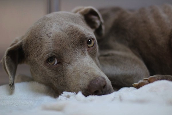 pitbull2