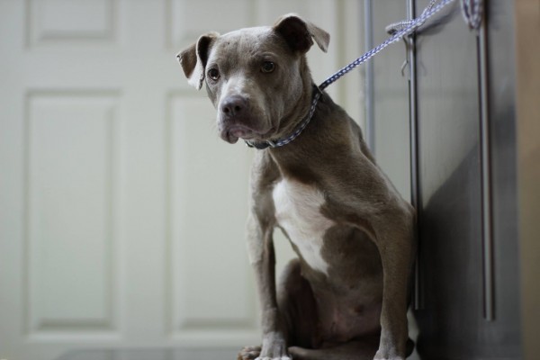 pitbull3