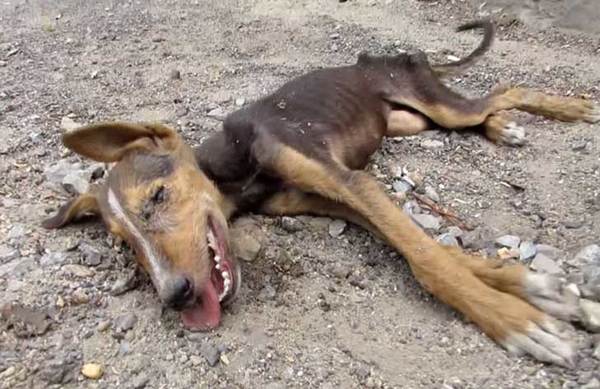 perro1