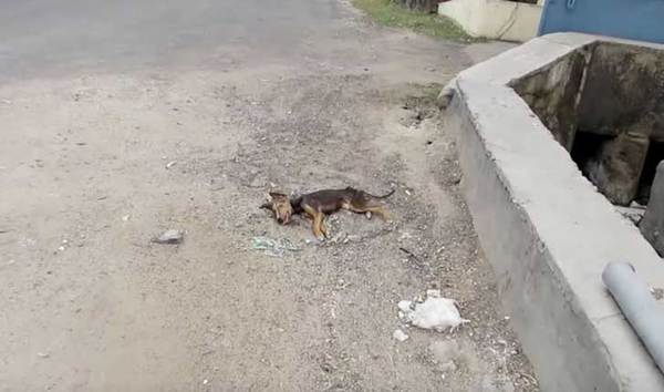 perro2