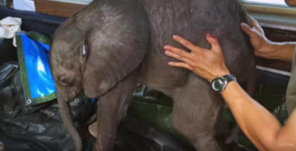 elefant1-600x306