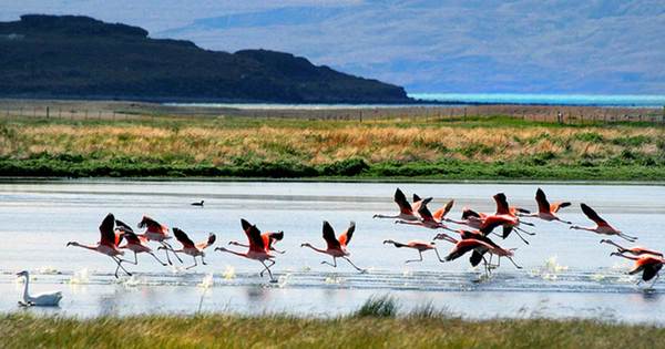 flamingos