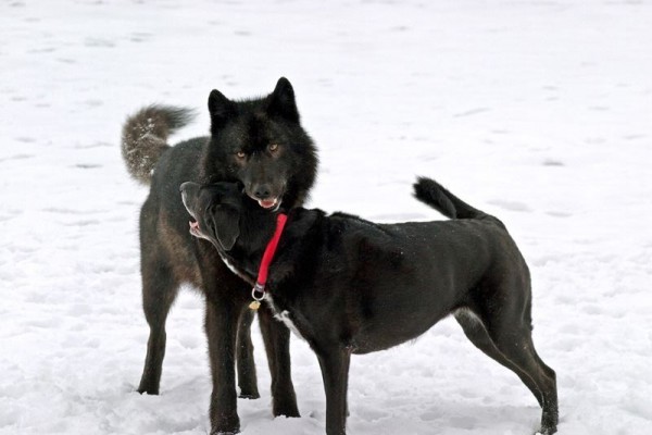 romeo1-1-600x400