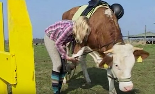 vaca2