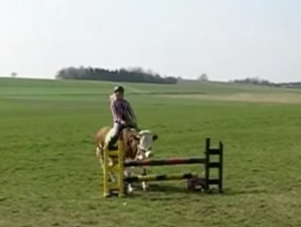 vaca3