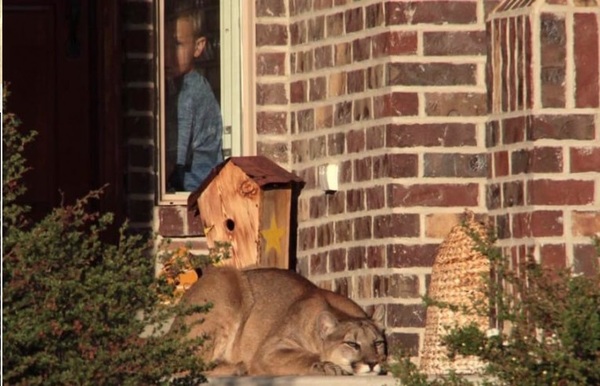 puma2