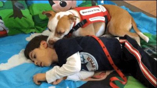 1200x630_pitbull