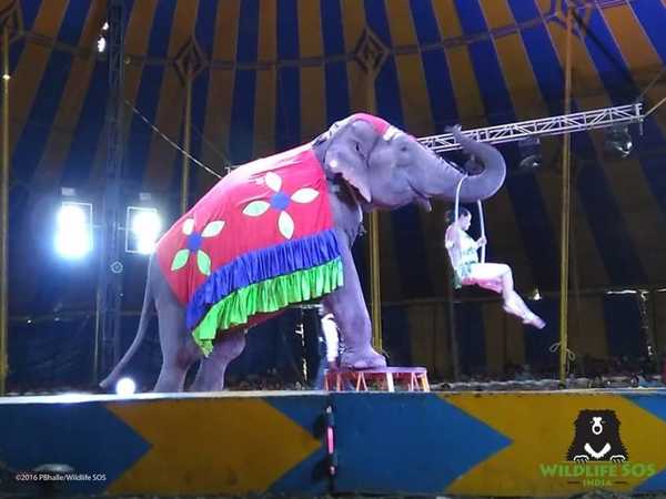 elefant1