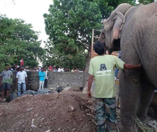 elefant2