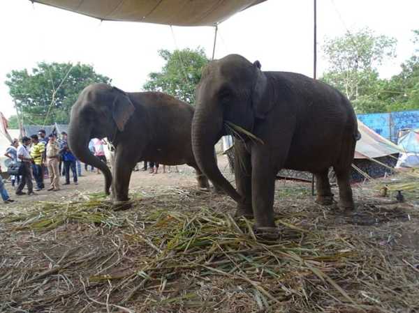 elefant4