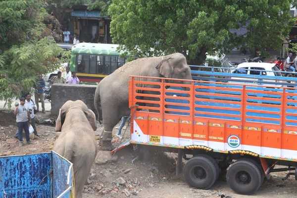 elefant6