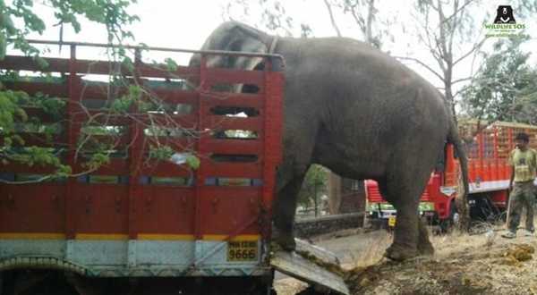 elefant5