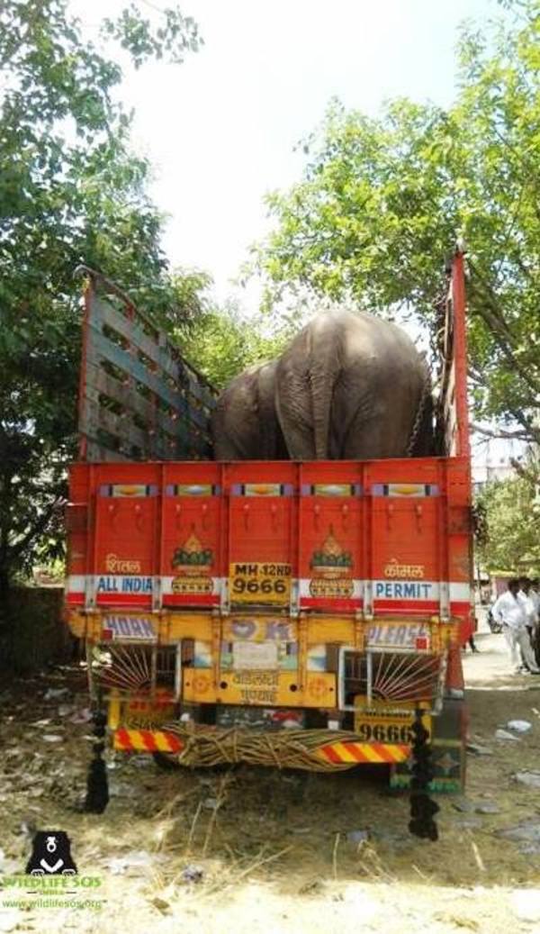 elefant8