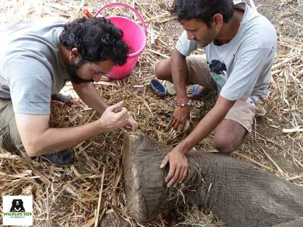 elefant9