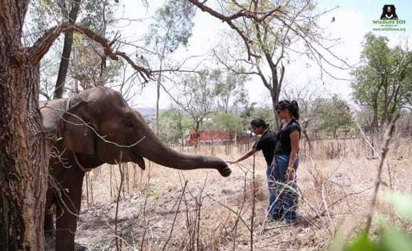 elefant10